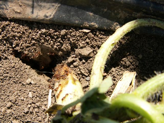 mravi oštećuju koren na lubenicama na lubenicama
