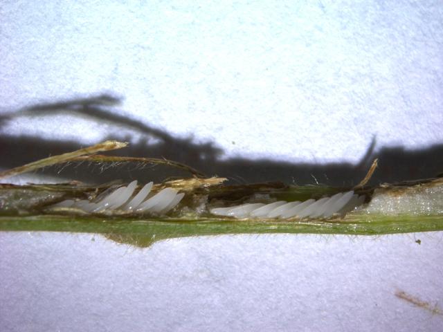 Jaja cikade u okviru zareza na kori grana