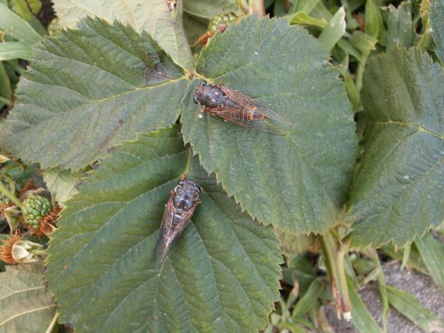 odrasle jedinke Cicadetta