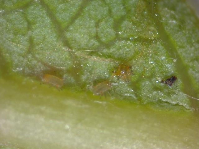 Mlade larve kruškine buve