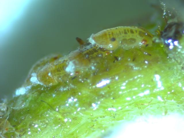 Larva kruškine buve