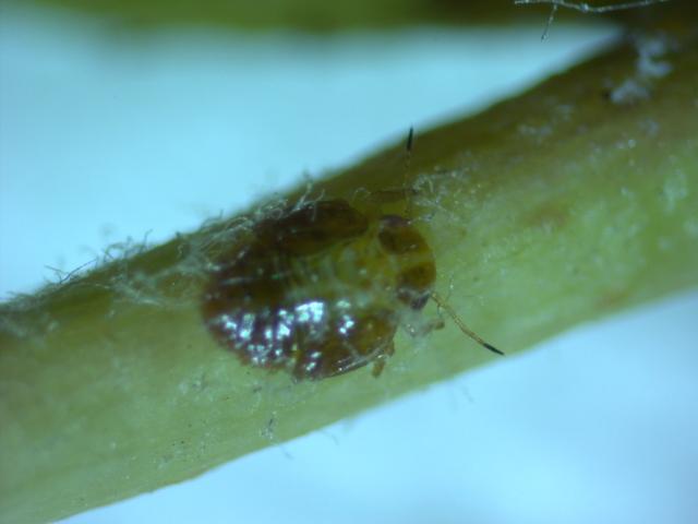 Larva kruškine buve