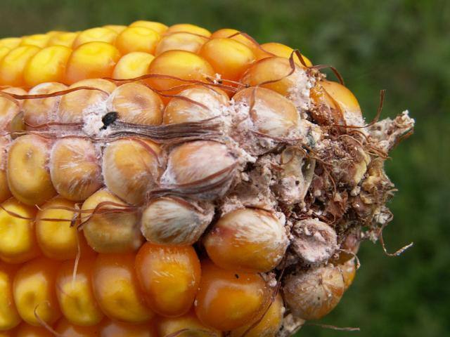 simptomi na klipu kukuruza od oštećenja od kukuruznog plamenca i fusarium spp.
