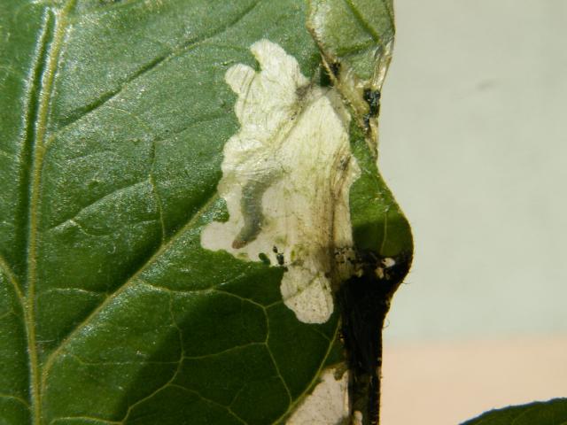 larva moljca paradajza u mini na listu