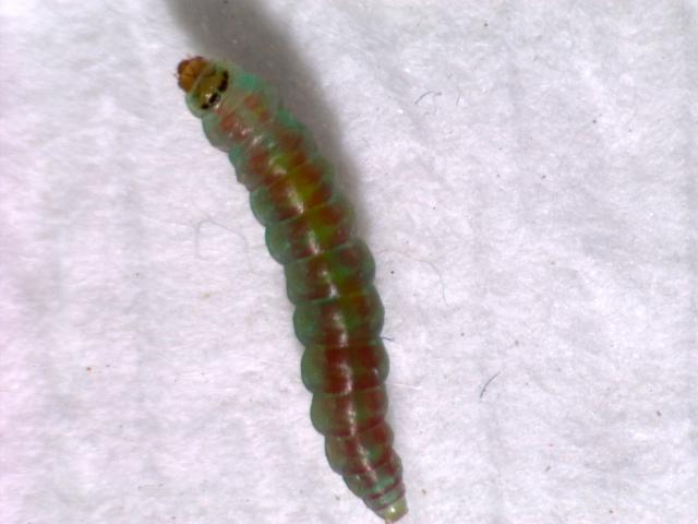 larva moljca paradjza tuta absoluta