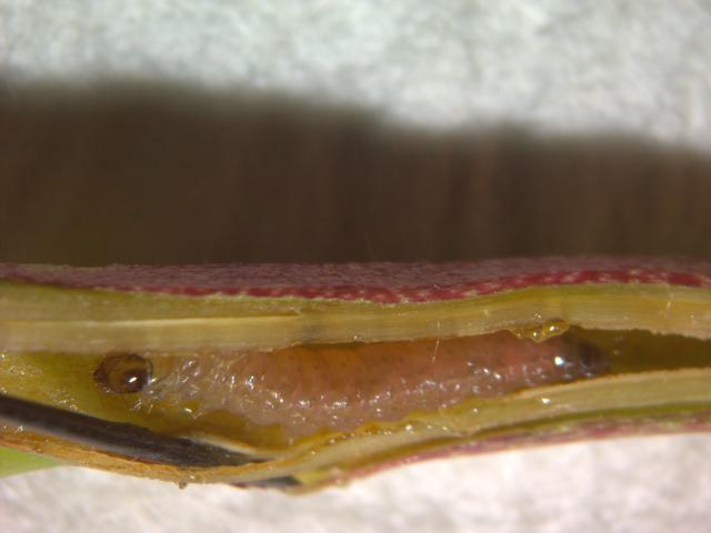 breskvin smotavac larva u mladaru