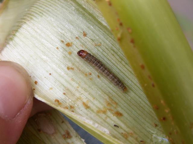 Larva Ostrinia nubilalis 
