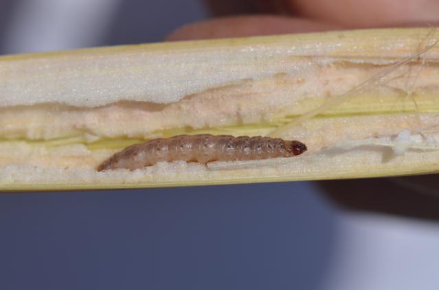Larva Ostrinia nubilalis