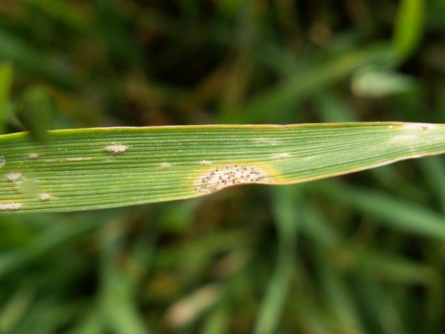 Septoria tritici i Erysiphae graminis na pšenici