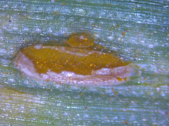 uredosorus sa uredosporama prouzrokovača rđe na pšenici (puccinia spp.)