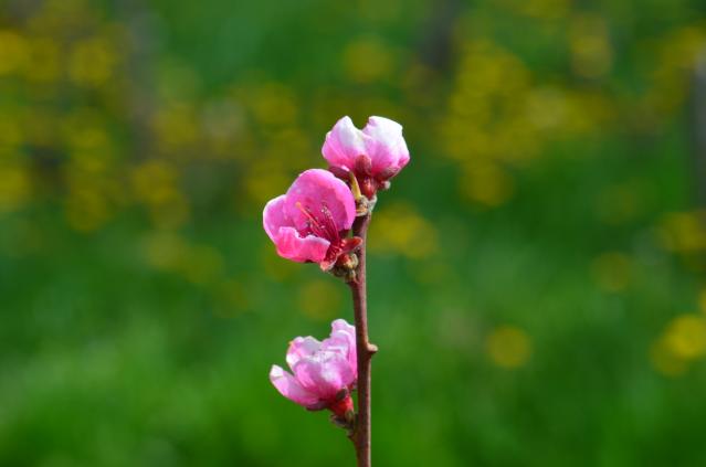 Cvetanje breskve, BBCH 65, fenofaze