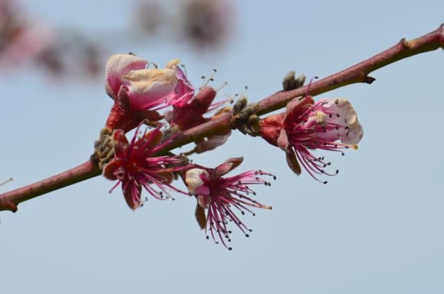Cvetanje breskve, BBCH 67, fenofaze