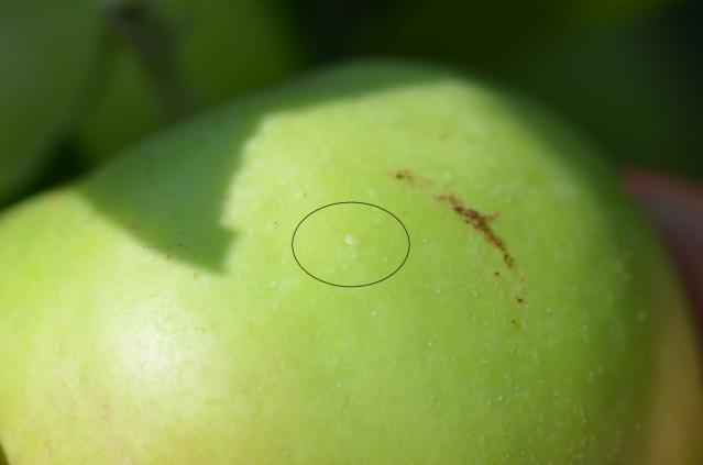 Carpocapsa pomonella - sveže belo jaje na plodu jabuke