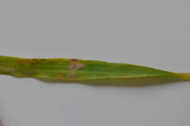 Pepelnica žita simptom na listu ječma