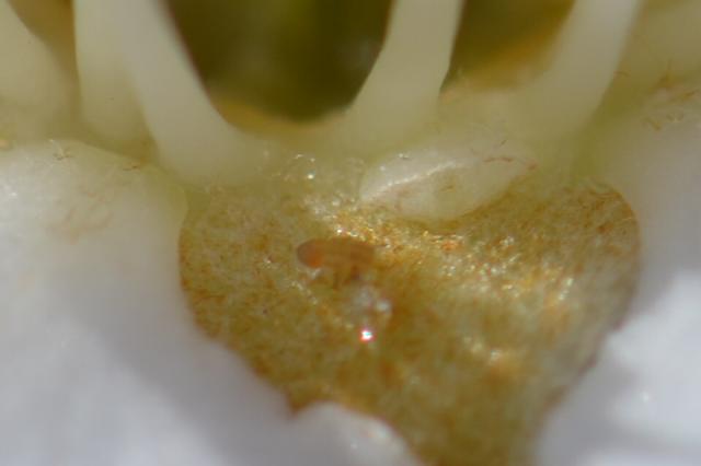 Larva kruškine buve na cvetu