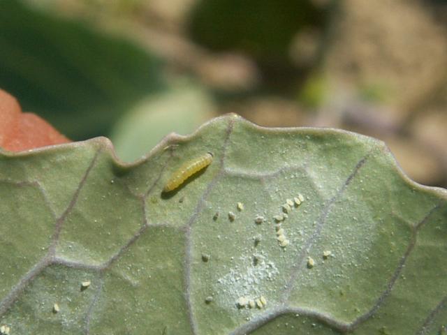 Larva kupusnog moljca 