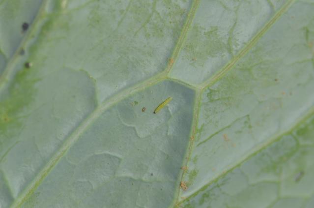 Larva kupusnog moljca na listu kupusa