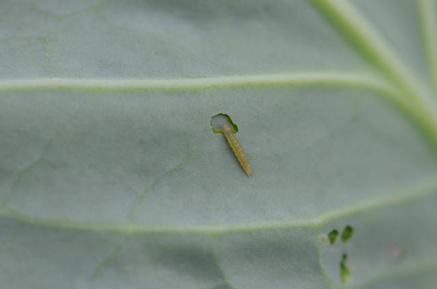 Larva moljca