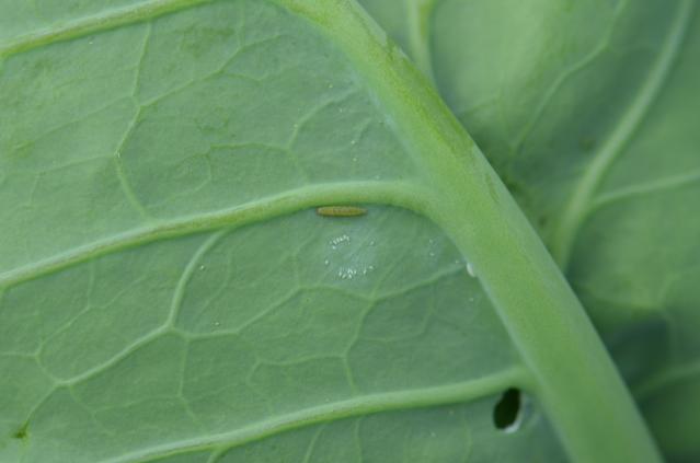 Larva kupusnog moljca