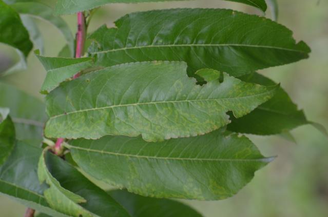 simptom virusa šarke šljive na listu breskve