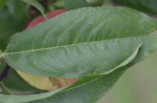 symptom šarke šljive na listu breskve
