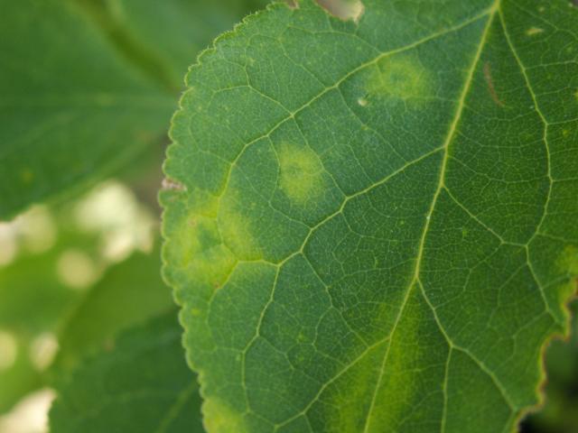 symptom virusa šarke šljive na listu šljive
