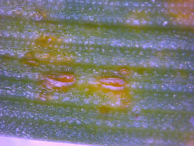 Puccinia spp., raspukli uredosorus na listu pšenice