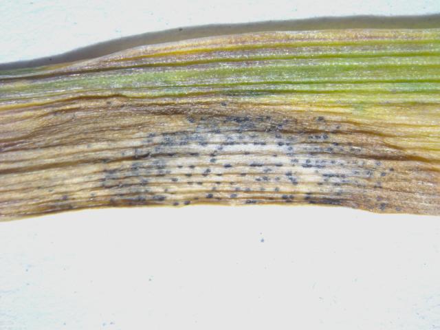 Septoria spp na listu pšenice