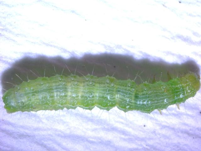  Larva Autographa gamma