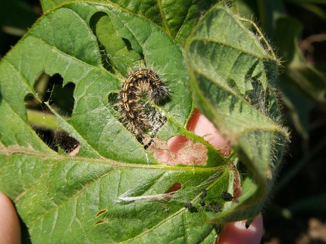 Larva stričkovog šarenjaka na listu soje
