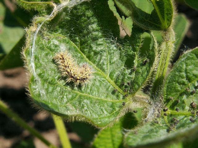 Larva stričkovog šarenjaka na listu soje,vidljiv upredak