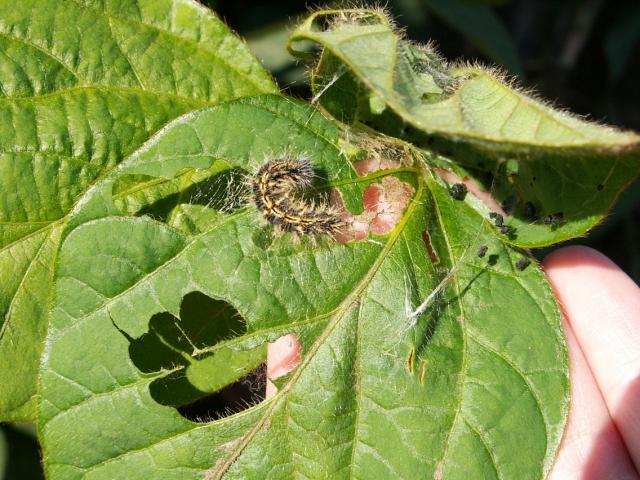 larva stričkovog šarenjaka (Vanessa cardui) na listu soje