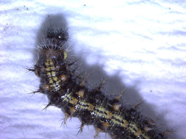 larva od Vanessa cardui , stričkovog šarenjaka