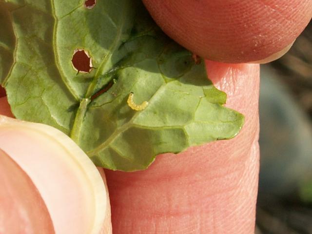 Athalia rosae mlađa larva na listu uljane repice