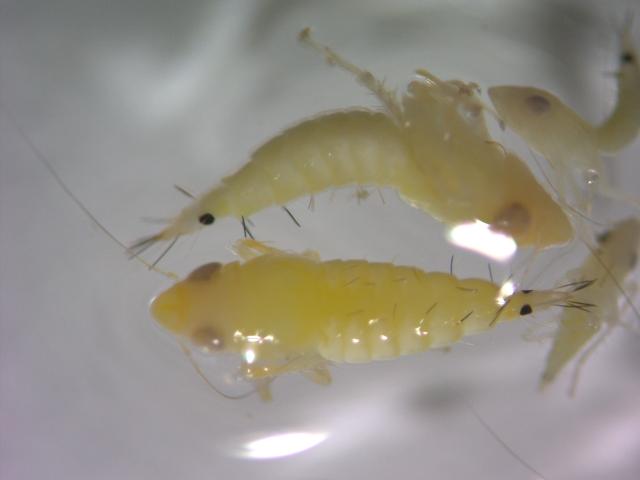Scaphoideus titanus larve L3