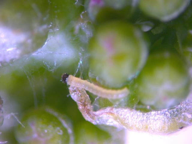 Lobesia botrana larva 