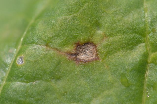 Cercospora beticola simptom na listu 