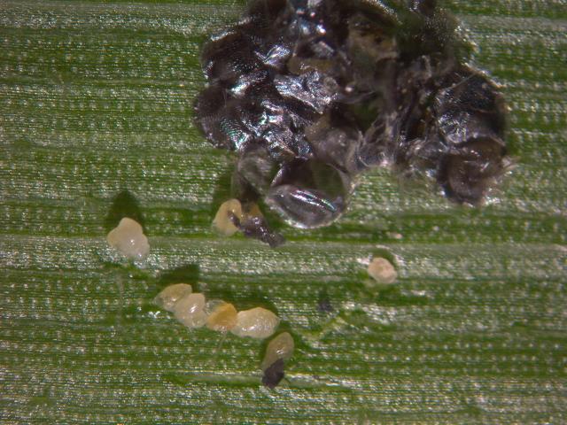 parazitizam jajnog legla kukuruznog plamenca