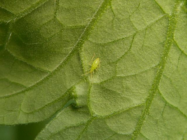 Larva Macrolophus pygmaeus