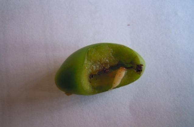 Gusenica šljivine ose u plodiću šljive