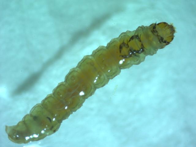 larva pepeljastog grožđanog moljca