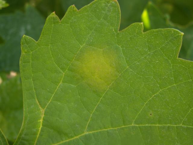 symptom na listu od plamenjače vinove loze Plasmopara viticola