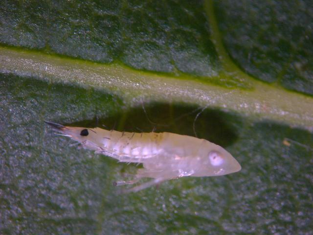 Scaphoideus titanus larva L2-L3