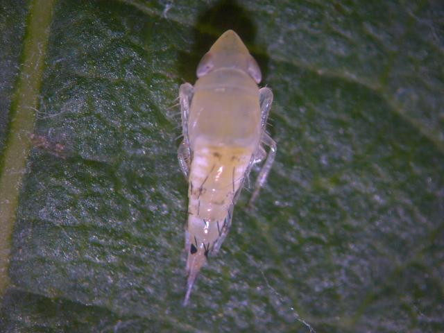 Scaphoideus titanus larva L2-L3