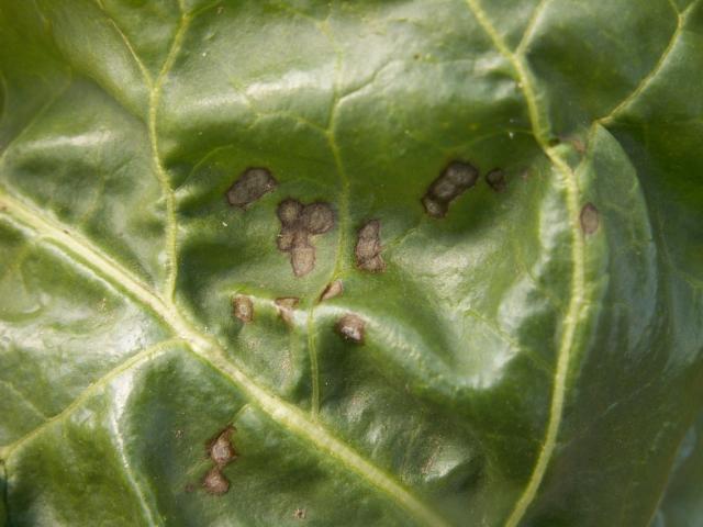 Pege od Cercospora beticola na listu šećerne repe