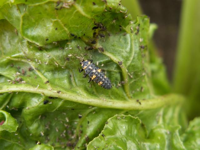 larva bubamare se hrani vašima na usevu šećerne repe