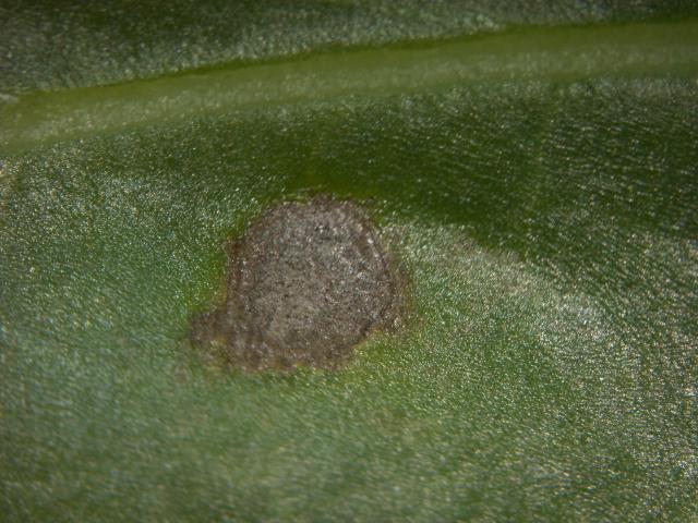 Pege Cercospora beticola na listu šećerne repe
