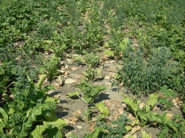 Slika 1. Uvenule biljke sa zaražene parcele šećerne repe na lokalitetu Vojka ( jul, 2013)