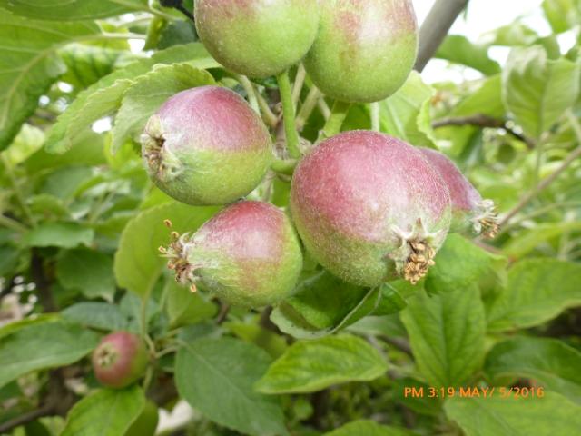 Vizuelni pregled zasada jabuke Prisjansko naselje, KO Pirot van varoš