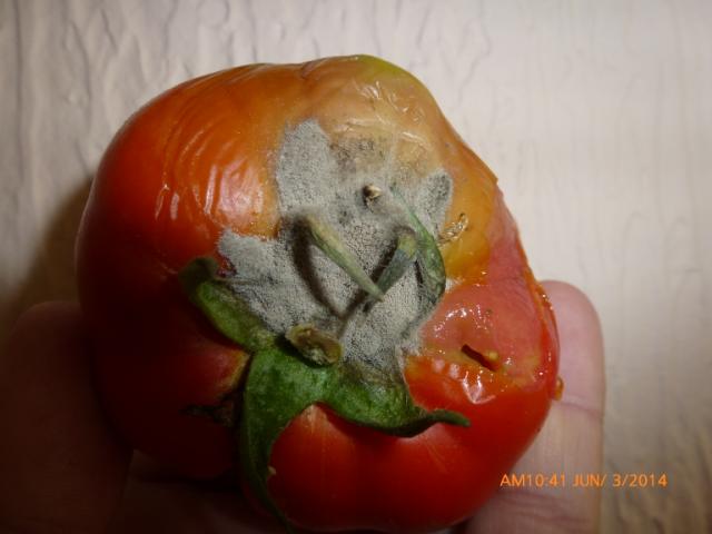 Vizuelni pregled paradajza u plasteniku, Pirot